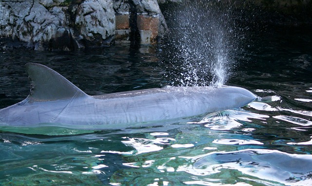 海豚 海洋哺乳动物 气孔 - 上的免费照片