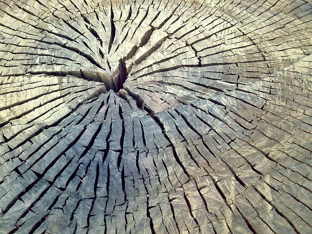 树 树干 木头 - 上的免费照片
