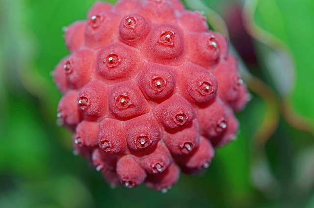 亚洲山茱萸 水果 红色的 - 上的免费照片