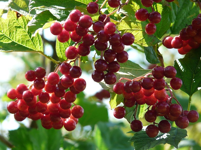 水果 浆果 红色的 - 上的免费照片