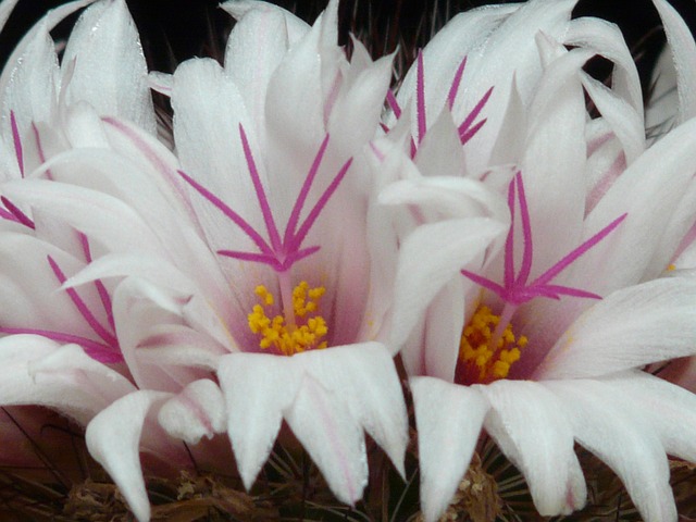 仙人掌 白色的 开花 - 上的免费照片