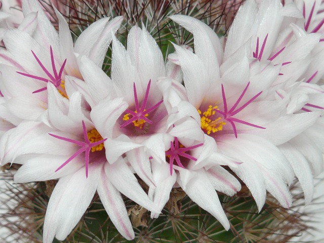 仙人掌 白色的 开花 - 上的免费照片