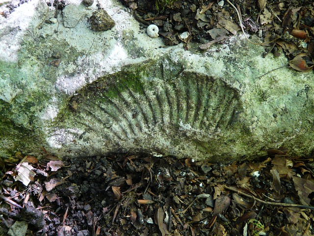 石化 菊石 壳 - 上的免费照片