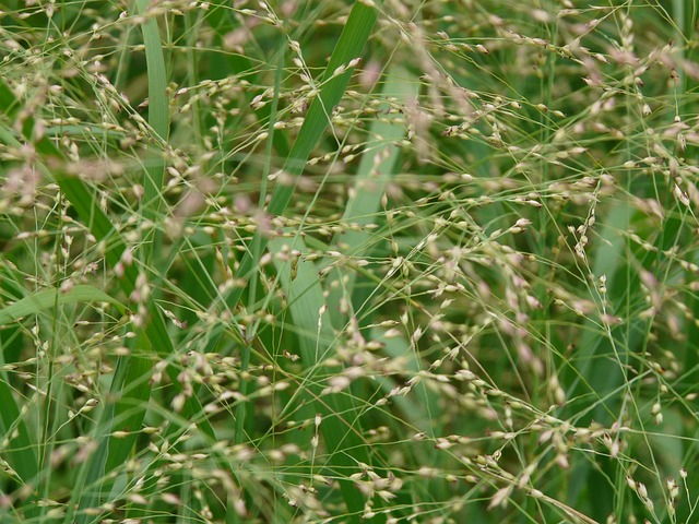 颤抖的草 草 中等震颤草 - 上的免费照片