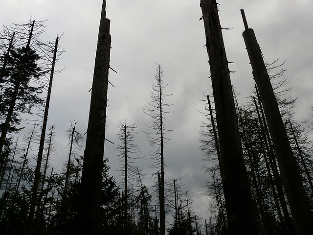 森林枯死 死的 死亡 - 上的免费照片