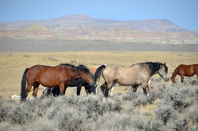 马匹 怀俄明州 野马 - 上的免费照片