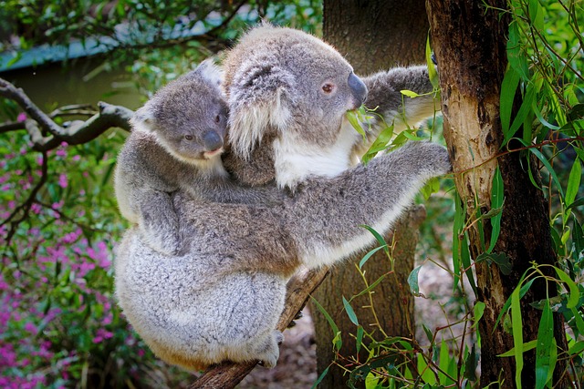 考拉 澳大利亚 动物 - 上的免费照片