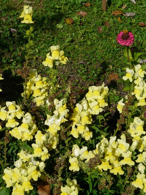 大金鱼草 开花 花 - 上的免费照片