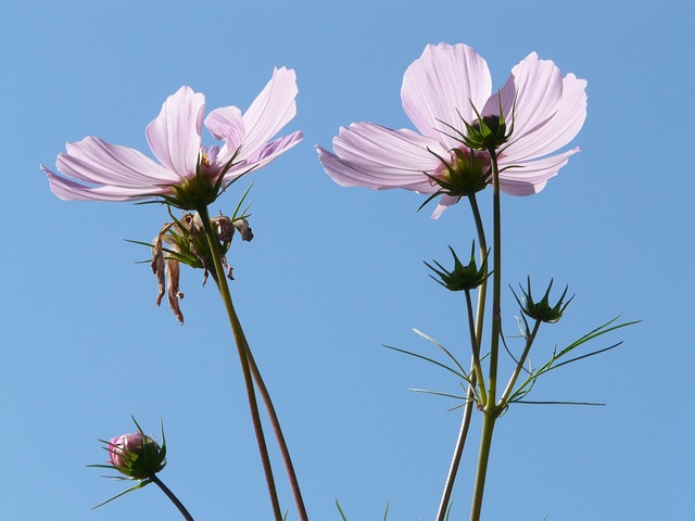 Cosmea 花 开花 - 上的免费照片