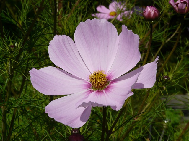 Cosmea 花 开花 - 上的免费照片