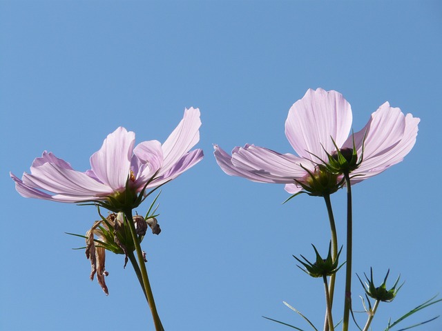 首饰篮 大波斯菊 开花 - 上的免费照片