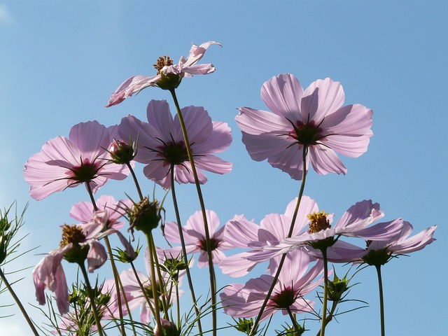 首饰篮 Cosmea 花 - 上的免费照片