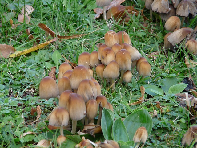 云母油墨 墨水 鸡腿菇 - 上的免费照片