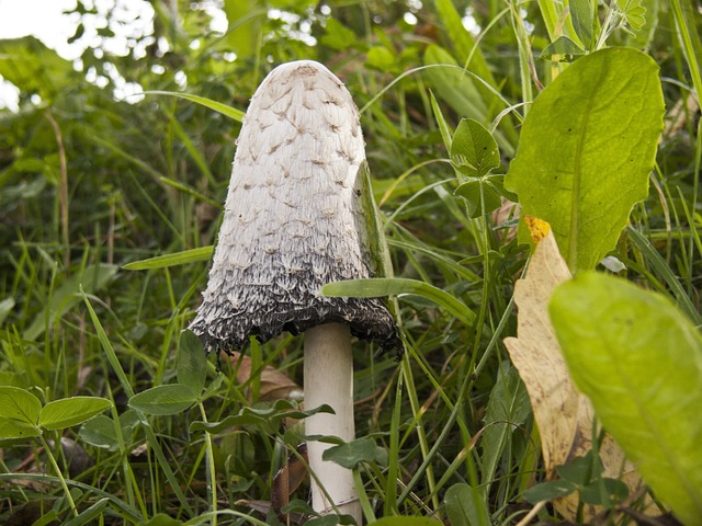 小贩 蘑菇 白色的 - 上的免费照片