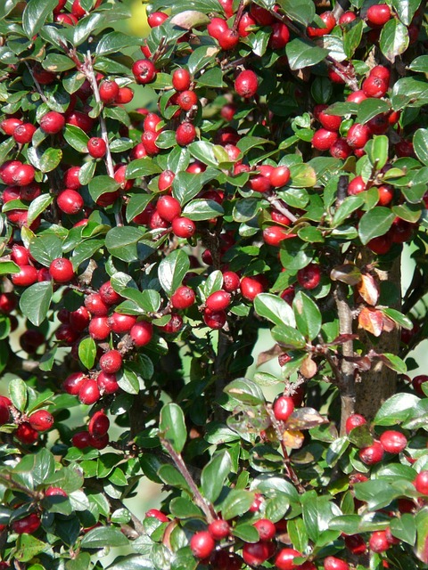 笨重的Cotoneaster 灌木 浆果 - 上的免费照片