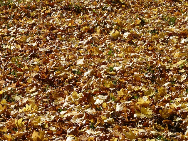 秋叶 树叶 枫叶 - 上的免费照片