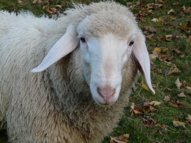 羊 羊脸 脸 - 上的免费照片