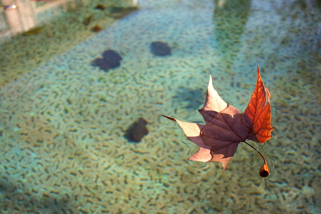 叶 水 漂起来 - 上的免费照片