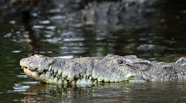 指出的鳄鱼 鳄鱼 Crocodylus 蕲蛇 - 上的免费照片