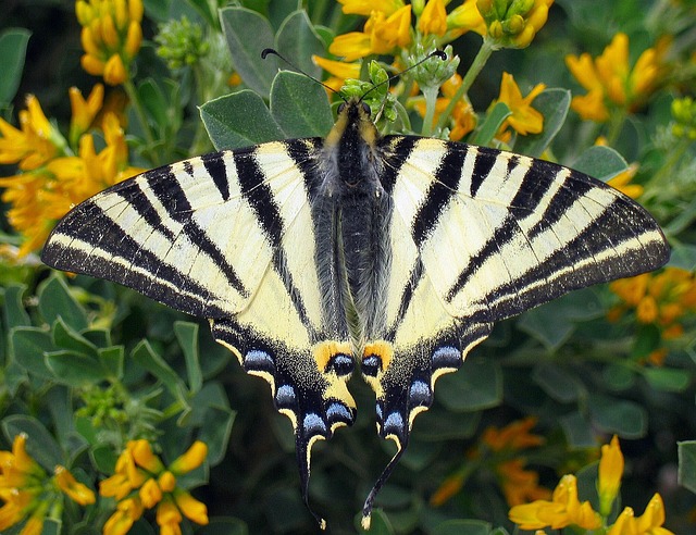 稀缺的燕尾 蝴蝶 Iphiclides Podalirius - 上的免费照片