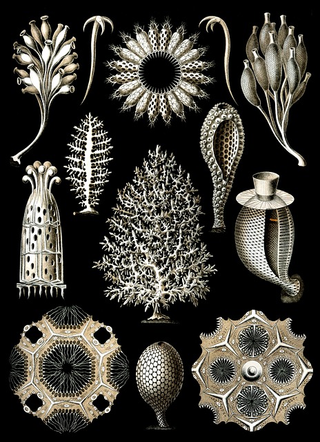 海绵 海海绵 Haeckel Calcispongiae - 上的免费照片