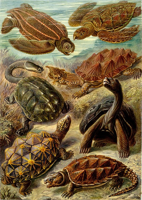 海龟 棱皮海龟 条纹龟 - 上的免费照片