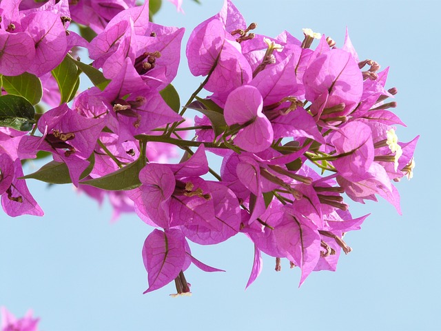 九重葛 粉色的 花 - 上的免费照片