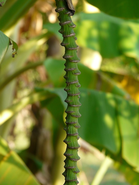 茎 格仔 香蕉样式 - 上的免费照片