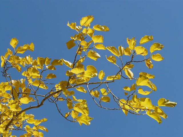 落下 多彩多姿的 树叶 - 上的免费照片