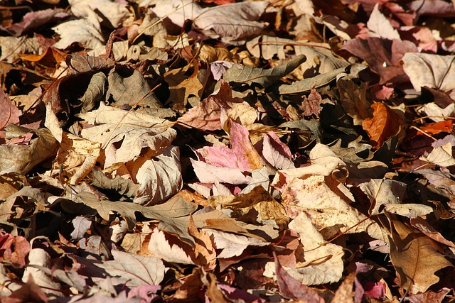 落叶 秋天 森林地面 - 上的免费照片