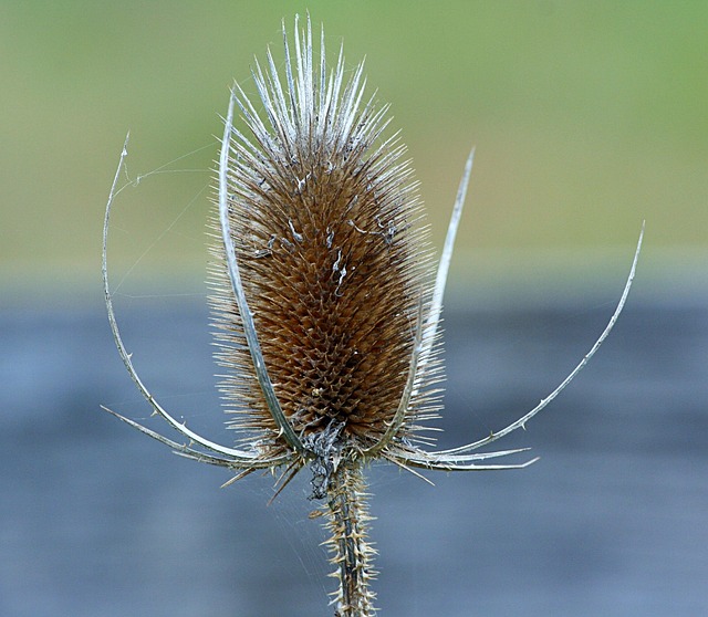 Teasel 续断 带刺的 - 上的免费照片