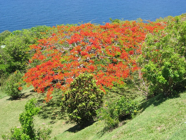 树 加勒比海 开花 - 上的免费照片