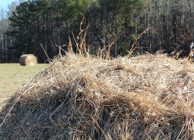 干草堆 饲料 乾的草 - 上的免费照片