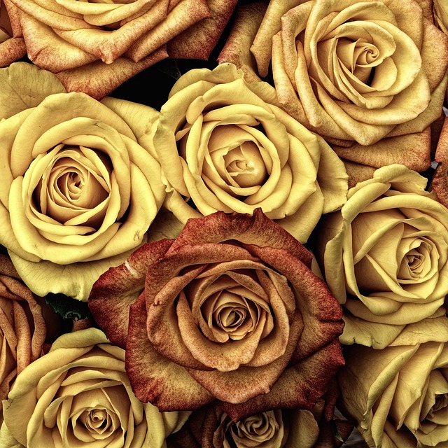 花朵 玫瑰 植物 - 上的免费照片