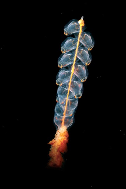 动物 海洋生命 水下 - 上的免费照片