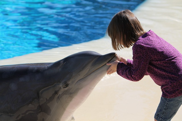 女孩 海豚 年轻 - 上的免费照片