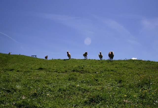蒂罗尔 Gr?ner 烦扰 Alpe 草地 - 上的免费照片