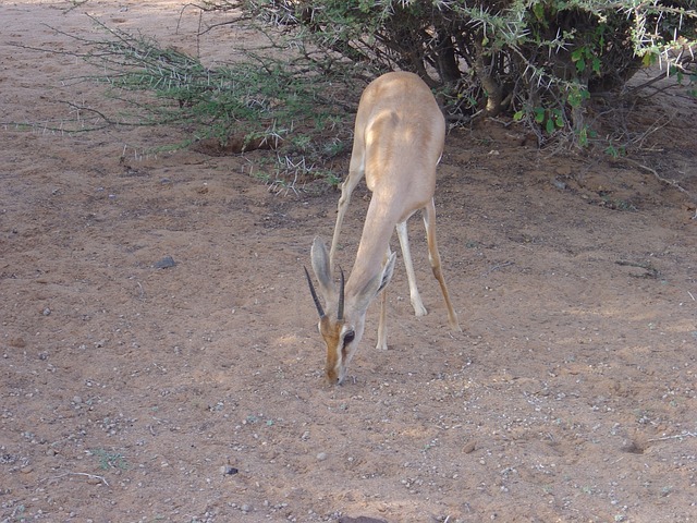 野生动物 瞪羚迪奥内 吉布提 - 上的免费照片