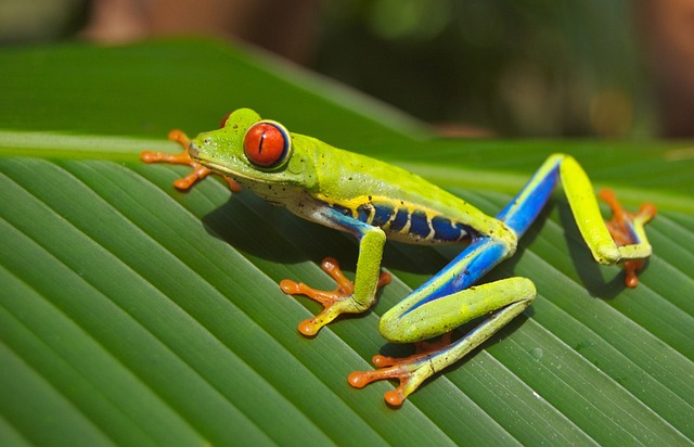 青蛙 动物 野生动物 - 上的免费照片