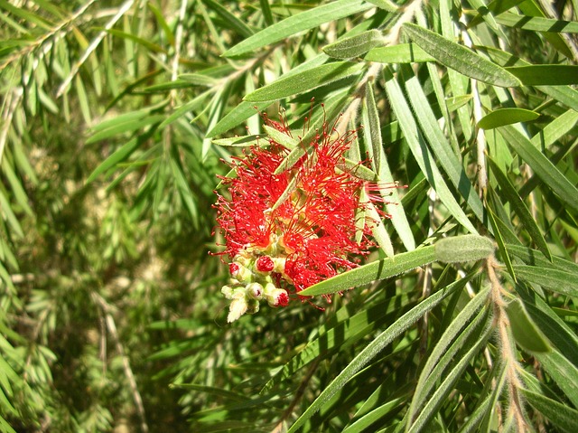 花 植物 花树 - 上的免费照片