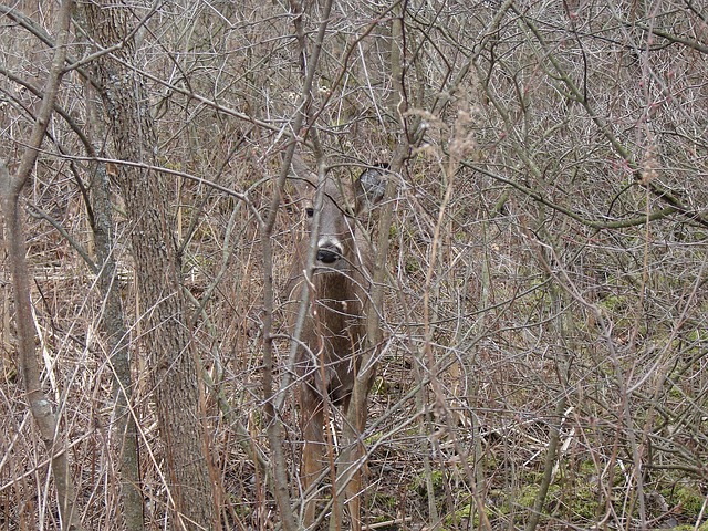 白尾鹿 隐藏 离开少灌木丛 - 上的免费照片