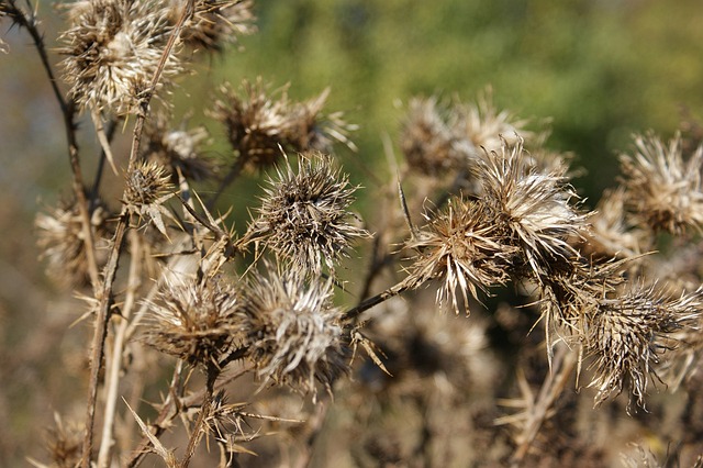 蓟 干燥花 植物 - 上的免费照片