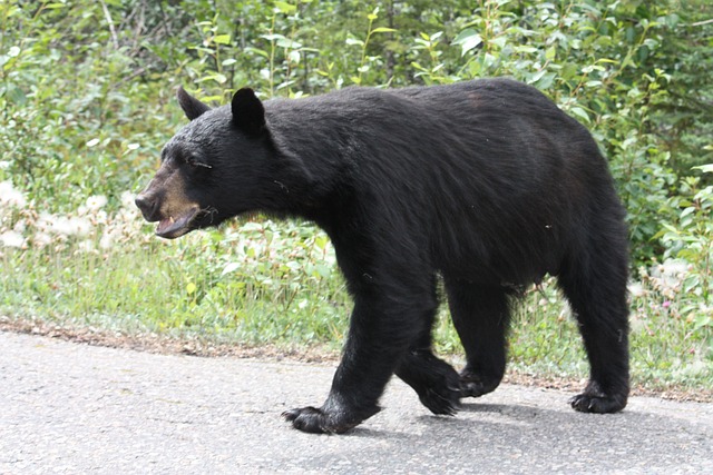 黑熊 熊 曾钰成议员 - 上的免费照片