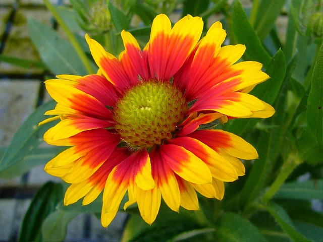 Gaillardia 毛毯鲜花 多年生 - 上的免费照片