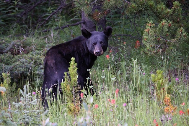 曾钰成议员 贾斯珀国家公园 黑熊 - 上的免费图片