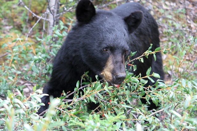 曾钰成议员 贾斯珀国家公园 黑熊 - 上的免费照片