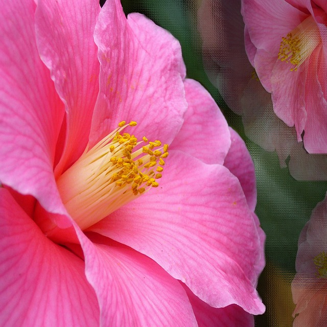 粉色的 山茶花 花 - 上的免费照片