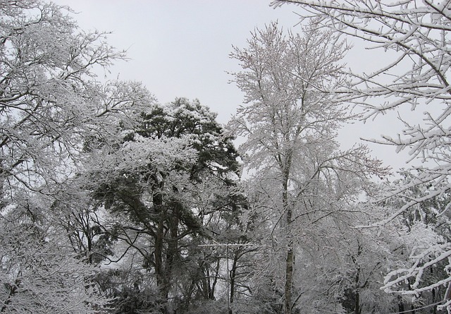 冬天 树木 雪 - 上的免费照片