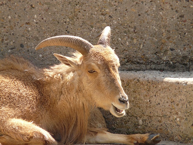 鬃毛斯普林格 Aoudad 羊 哺乳动物 - 上的免费照片