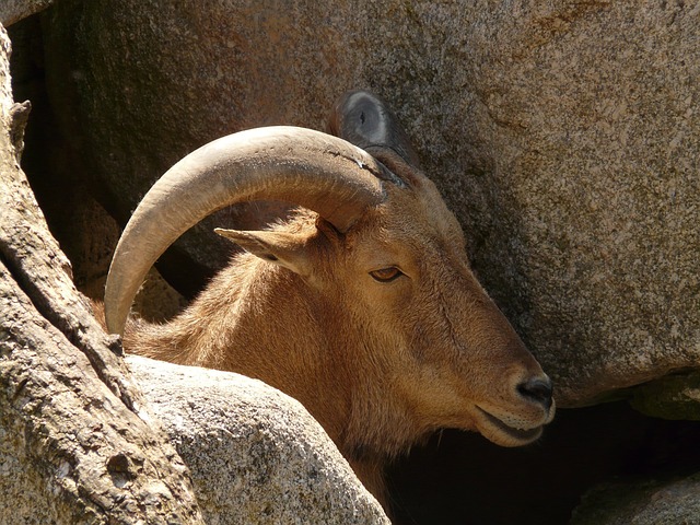 鬃毛斯普林格 Aoudad 羊 哺乳动物 - 上的免费照片